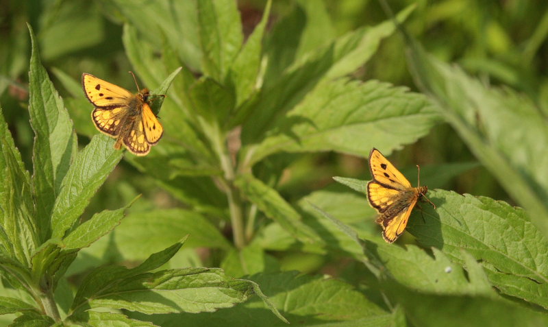 Sortplettet bredpande, Carterocephalus silvicola 2 hanner. Storskov v. Sholt (Maribo), Lolland. 24 Maj 2009. Fotograf: Lars Andersen 