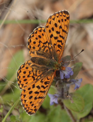 Rdlig Perlemorsommerfugl, Boloria euphrosyne. Storeskov/Sholt, Lolland. d. 24 Maj 2009. Fotograf: Lars Andersen