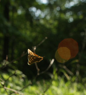 Sortplettet bredpande, Carterocephalus silvicola. Storskov v. Sholt (Maribo), Lolland. 24 Maj 2009. Fotograf: Lars Andersen 