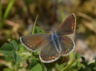 Almindelig blåfugl, Polyommatus icarus hun. Rødby Havn Færgeleje, Lolland d. 25 maj 2009. Fotograf: Lars Andersen