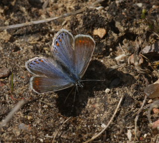 Almindelig blåfugl, Polyommatus icarus hun. Rødby Havn Færgeleje, Lolland d. 25 maj 2009. Fotograf: Lars Andersen