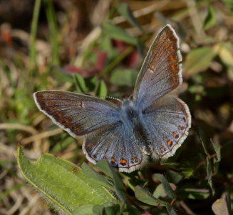 Almindelig blåfugl, Polyommatus icarus hun. Rødby Havn Færgeleje, Lolland d. 25 maj 2009. Fotograf: Lars Andersen