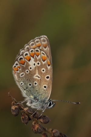 Almindelig blåfugl, Polyommatus icarus. Pyrolysegrunden, Raffinaderivej, Amager d. 19 August 2009. Fotograf: Lars Andersen