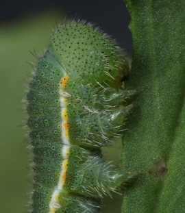 Orange hsommerfugl, Colias croceus larve. Stevns, Sydsjlland, Danmark 17 Oktober 2009.Leg.: lars A. Krogh. Fotograf: Lars Andersen