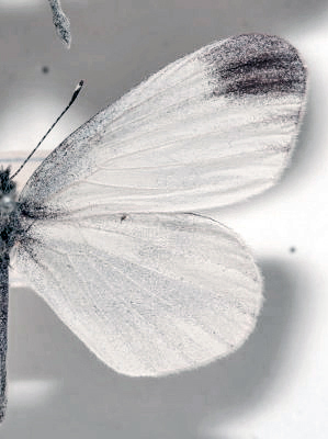 Skovhvidvinge, Leptidea sinapis han. Tisvilde hegn d. 19 maj 1912. Fotograf: Lars Andersen Lok. Zoologisk Museum, København d. 5 November 2009.