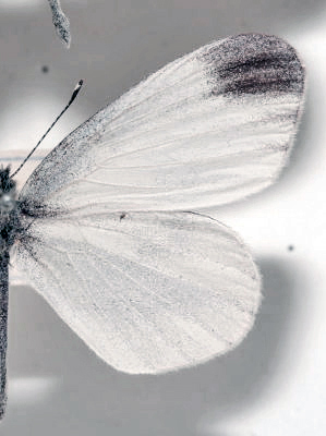 Skovhvidvinge, Leptidea sinapis han. Tisvilde hegn d. 19 maj 1912. Fotograf: Lars Andersen Lok. Zoologisk Museum, Kbenhavn d. 5 November 2009.