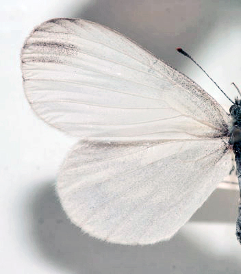 Skovhvidvinge, Leptidea sinapis hun. Asserbo Plantage d. 5 juni 1942. Fotograf: Lars Andersen Lok. Zoologisk Museum, Kbenhavn d. 5 November 2009.