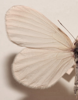 Skovhvidvinge, Leptidea sinapis hun. Asserbo Plantage d. 24 maj 1947. Fotograf: Lars Andersen Lok. Zoologisk Museum, Kbenhavn d. 5 November 2009.