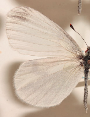 Skovhvidvinge, Leptidea sinapis hun. Asserbo Plantage d. 10 juni 1968. Fotograf: Lars Andersen Lok. Zoologisk Museum, København d. 5 November 2009.