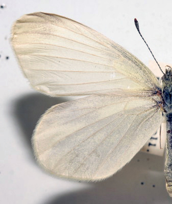 Skovhvidvinge, Leptidea sinapis hun. Asserbo Plantage d. 24 maj 1947. Fotograf: Lars Andersen Lok. Zoologisk Museum, København d. 5 November 2009.