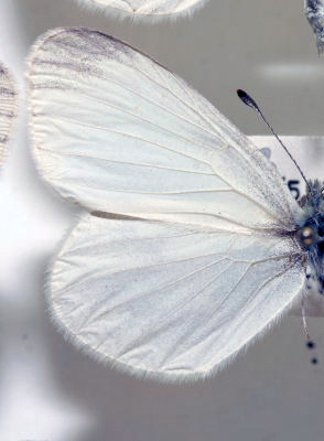 Enghvidvinge, Leptidea reali hun. Bastemose d. 23 maj 1958. Leg.: Ib Norgaard. Fotograf: Lars Andersen Lok. Zoologisk Museum, København d. 5 November 2009.