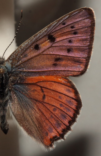 Violet ildfugl, Lycaena alciphron han. Polen leg. Finn Iversen. Fotograf: Lars Andersen. Zoologisk Museum, Kbenhavn d. 5 November 2009.