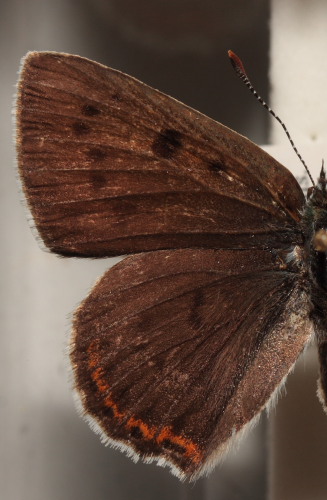 Violet Ildfugl, Lycaena alciphron. Bt Dige, Falster: 1 stk. hun d. 25 juni 1939. Coll.; Forum Petersen Fotograferet p Zoologisk Museum d. 5 november 2009. Fotograf; Lars Andersen