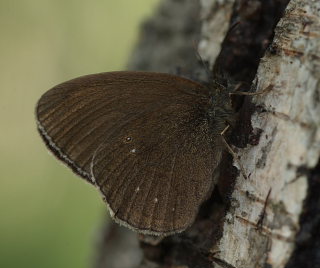 Enggrsrandje, Aphantopus hyperantus ab.; arete, Pinseskoven, Amager d. 13 Juli 2009. Fotograf; Lars Andersen