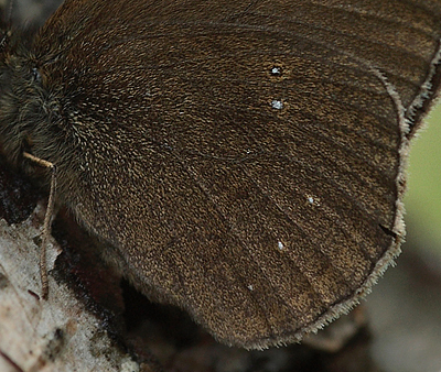 Enggrsrandje, Aphantopus hyperantus ab.; arete, Pinseskoven, Amager d. 13 Juli 2009. Fotograf; Lars Andersen