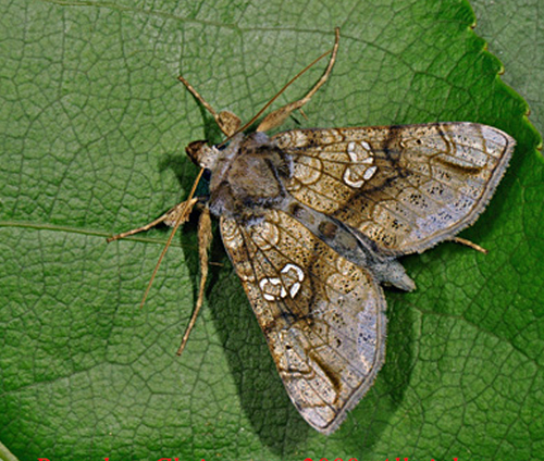 Stormhatugle, Polychrysia moneta (Fabricius, 1787). Hvinningdal, Silkeborg, Midtjylland d. 1. august 2009. Fotograf; Sren Brndum Christensen