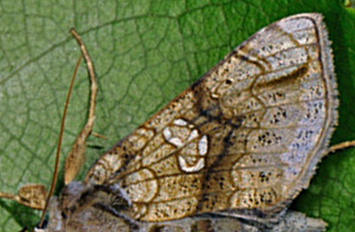 Stormhatugle, Polychrysia moneta (Fabricius, 1787). Hvinningdal, Silkeborg, Midtjylland d. 1. august 2009. Fotograf; Sren Brndum Christensen