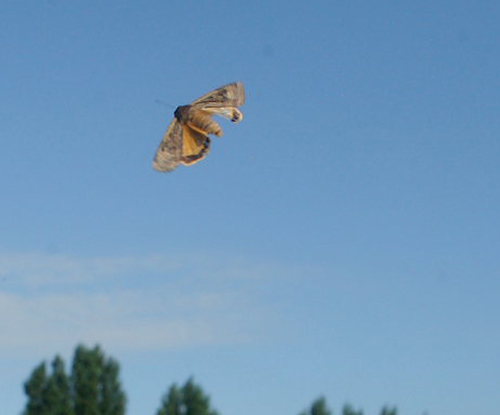 Stor Smutugle, Noctua pronuba. Søvang, Amager, Danmark d. 4 august 2009. Fotograf; Lars Andersen