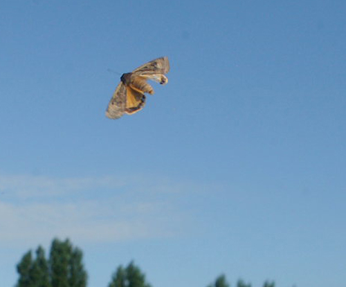 Stor Smutugle, Noctua pronuba. Svang, Amager, Danmark d. 4 august 2009. Fotograf; Lars Andersen