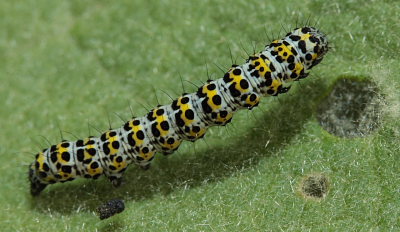 Shargacucullia verbasci (Linnaeus, 1758). Mn d. 31 maj 2009. Fotograf: Lars Andersen. Siden 1978 har det vret drmmearten for mig at f at se denne sjldne noctuide larve en gang i mit liv!