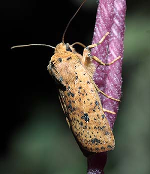 Conistra rubriginosa. Melby Overdrev d. 10 Oktober 2009. Fotograf: Lars Andersen