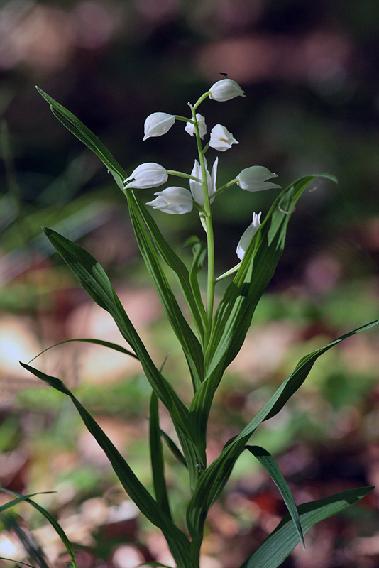Sværd-Skovlilje, Cephalanthera longifolia. Teglstrup, Sydsjælland d. 31 maj 2009. Fotograf; Lars Andersen
