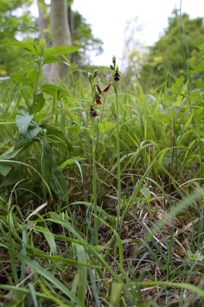 Flueblomst. Allindelille Fredskov, Midtsjlland d. 24 maj 2009. Fotograf: Lars Andersen