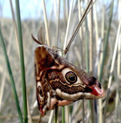 Lille Natpfugleje, Saturnia pavonia (Linnaeus, 1758) han. Raabjerg Mile d. 14 maj 2009. Kl: 17:43. Fotograf: Nils Vest. Kamera: Nokia N95, ISO; 125. Lukketid; 1/111 sek. Blnde; F/2,8!