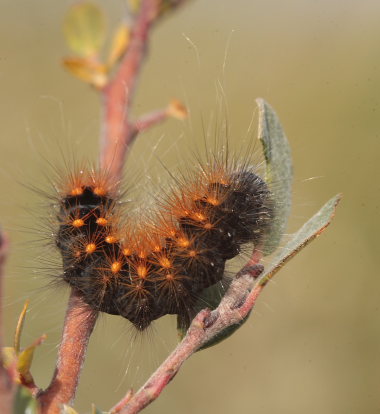 Acronicta auricoma. Melby Overdrev d. 12 september 2009. Fotograf: Lars Andersen