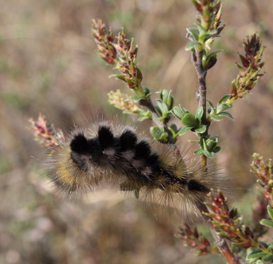 Hedenonne, Dicalloera fascelina larve . Melby Overdrev, Nordsjlland, Danmark d. 3 maj  2009. 