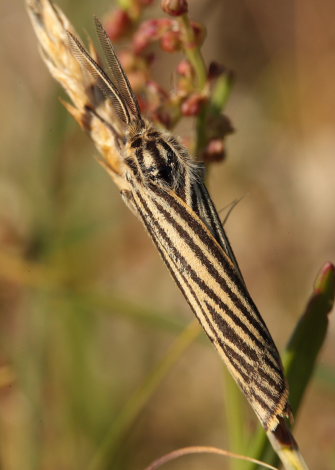 Stribet Hedespinder, Spiris striata. Melby Overdrev d. 14 Juni 2009. Fotograf: Lars Andersen