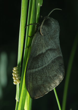 Brombærspinder, Macrothylacia rubi (Linnaeus, 1758) hun med æg. Rødby Havn Færgeleje d. 24 maj 2009. Fotograf: Lars Andersen