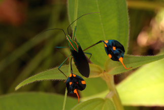  Amazonian Leaf-footed Bug, (Diactor bilineatus (Fabricius, 1803)). Rio Zongo,  between Caranavi and Guarnay, Yungas. d. 17 February 2009. Photographer: Lars Andersen