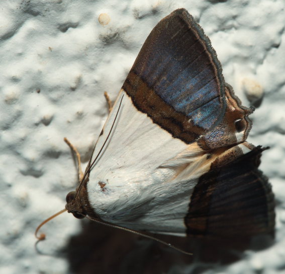 Eulepidotis species? Coroico d. 28 januar 2009. Fotograf; Lars Andersen