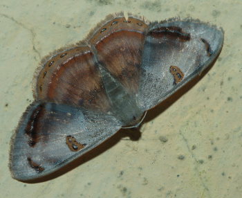 Mother of Pearl,Argyrotome mira.  Coroico, Yungas, Bolivia. d. 27 january 2009. Photographer: Lars Andersen