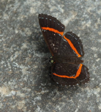 Coecias Metalmark (Crocozona coecias). Caranavi, Yungas. d. 12 February 2009. Photographer: Lars Andersen