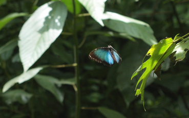 Morpho helenor leontius (Le Moult & Réal, 1962). Taipiplaya, Yungas. d. 12 February 2009. Photographer: Lars Andersen