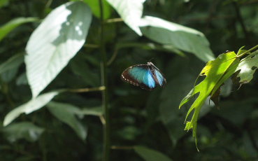 Morpho helenor leontius (Le Moult & Ral, 1962). Taipiplaya, Yungas. d. 12 February 2009. Photographer: Lars Andersen