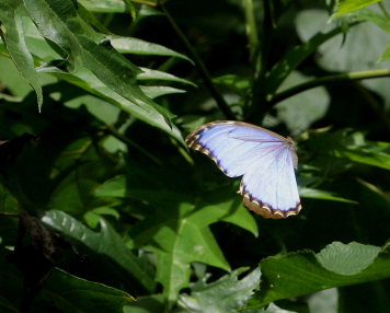 Morpho menelaus godarti (Gurin-Mneville, 1844). Taipiplaya, Yungas. d. 12 February 2009. Photographer: Lars Andersen