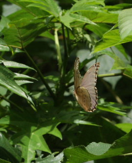 Morpho menelaus godarti (Gurin-Mneville, 1844). Taipiplaya, Yungas. d. 12 February 2009. Photographer: Lars Andersen