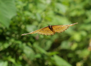 Morpho godarti (Gurin-Mneville, 1844). Taipiplaya, Yungas. d. 12 February 2009. Photographer: Lars Andersen