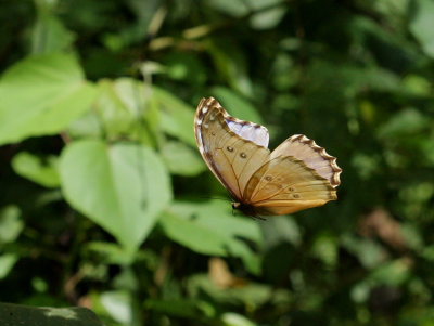 Morpho menelaus godarti (Guérin-Méneville, 1844). Taipiplaya, Yungas. d. 12 February 2009. Photographer: Lars Andersen