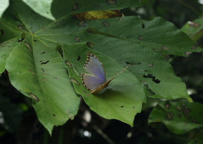 Morpho menelaus godarti (Gurin-Mneville, 1844). Taipiplaya, Yungas. d. 12 February 2009. Photographer: Lars Andersen