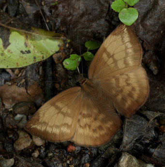 Rio Rufus, elev. 874 m. Taipiplaya, Yungas d. 12 february 2009. Photographer: Lars Andersen