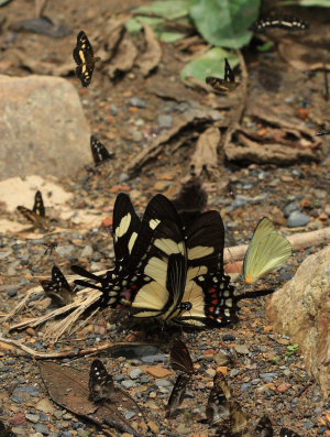 Heraclides garleppi (Staudinger, 1892). Caranavi, Yungas, Bolivia d. 12 february 2009. Photographer: Lars Andersen