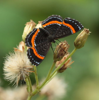 Coecias Metalmark (Crocozona coecias). Caranavi, Yungas. d. 16 February 2009. Photographer: Lars Andersen