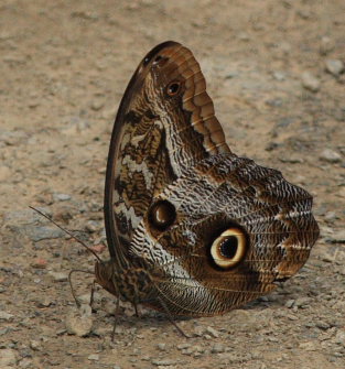 Caligo illioneus pheidriades. Rio Zongo, between Caranavi and Guarnay, Yungas. d. 17 February 2009. Photographer: Lars Andersen