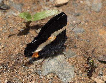 Erota Metalmark (Notheme erota). Rio Zongo,  between Caranavi and Guarnay, Yungas. d. 17 February 2009. Photographer: Lars Andersen