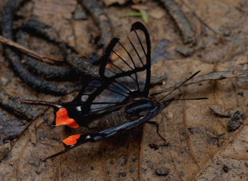 Black Lace, Chorinea octauius. Caranavi, Yungas. d. 18 February 2009. Photographer: Lars Andersen