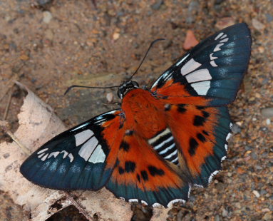 Myscelus assaricus mapirica. Rio Negro, elev. 900 m. Taipiplaya, Yungas d. 18 february 2009. Photographer: Lars Andersen